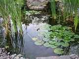 Pond Tutorial